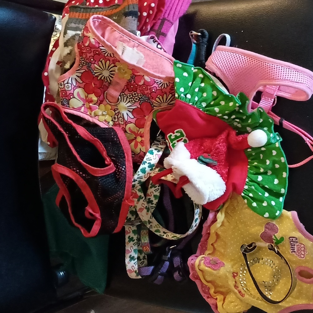 Small Dog Accessory Set Of 17